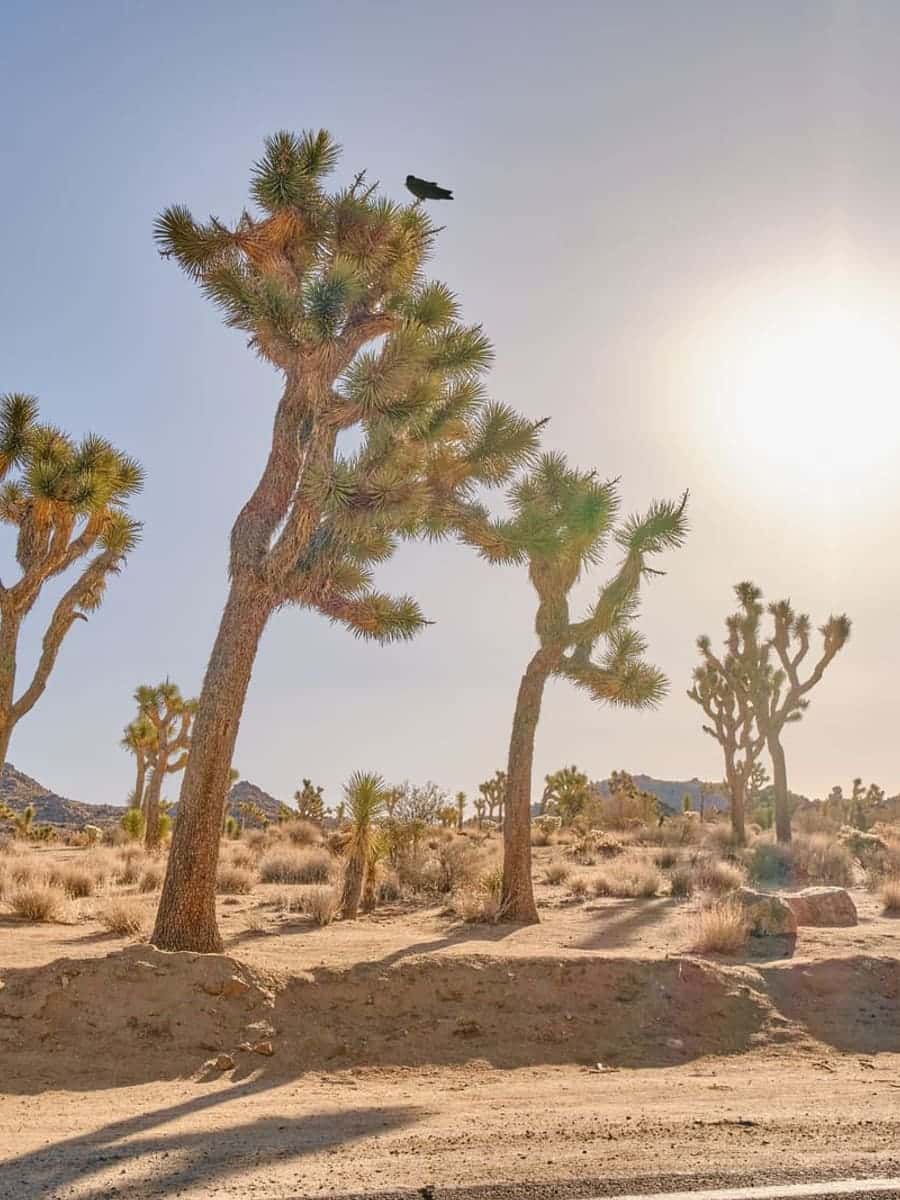 Joshua Tree